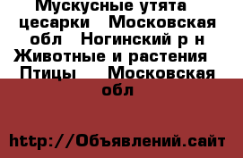 Мускусные утята , цесарки - Московская обл., Ногинский р-н Животные и растения » Птицы   . Московская обл.